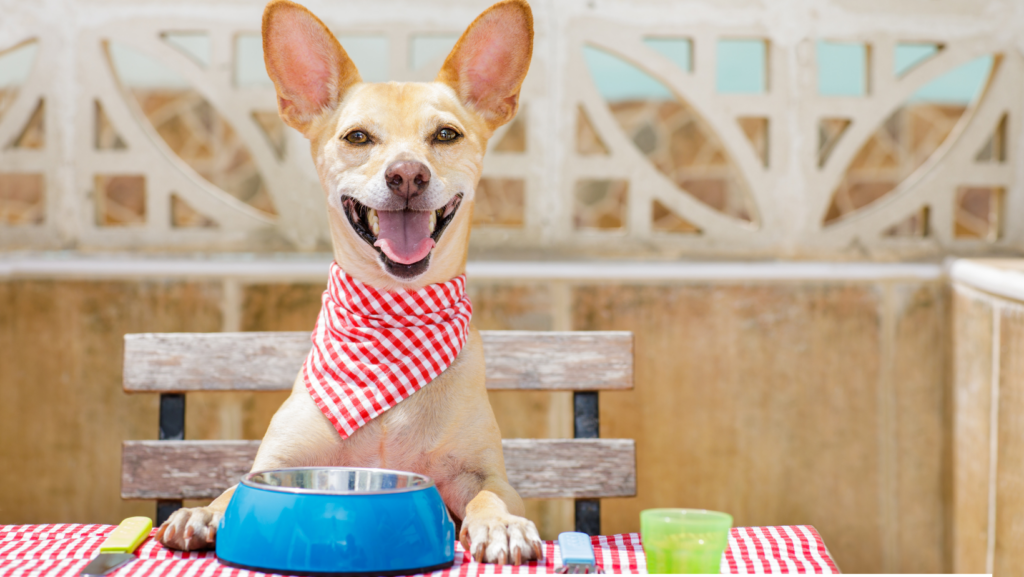 The Best Ways to Include Chicken in Your Dog’s Diet