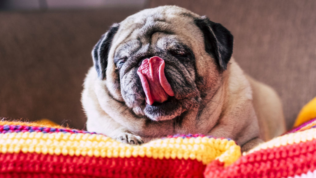 Is Licking a Natural Behavior in Dogs? Natural Tendencies