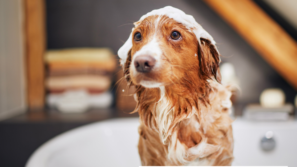 Keep Your Dog Clean