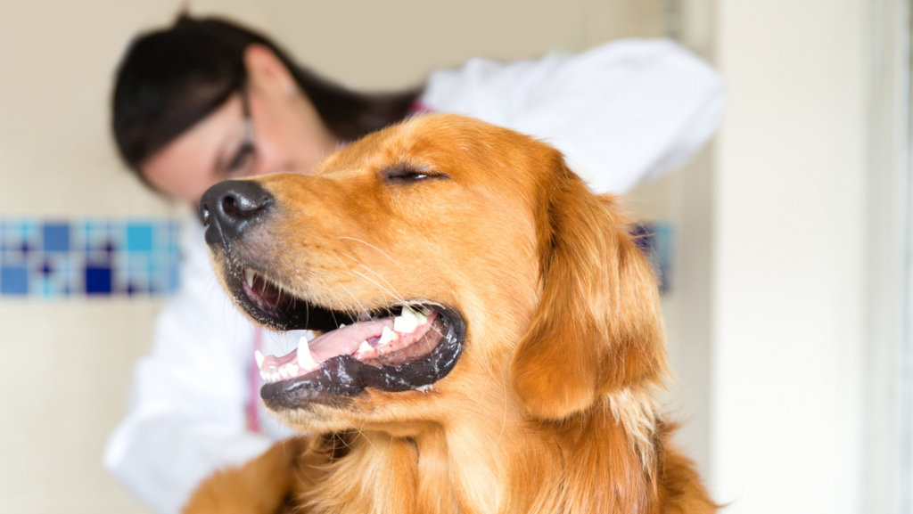 Regarding Fluids in Your Dog’s Anal Glands