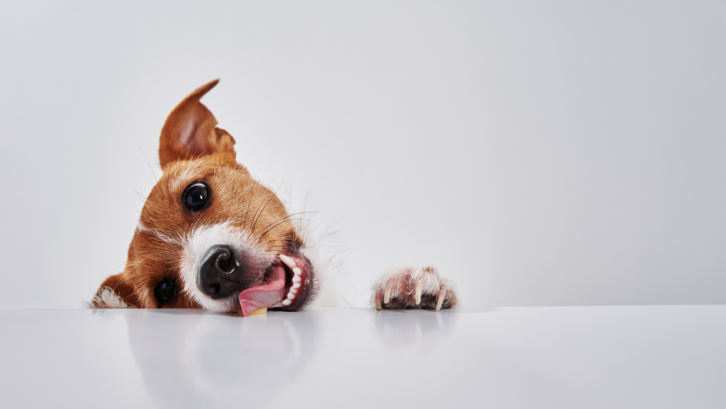 What Should You Do If Your Dog Eats Cough Drops 4 Important Things