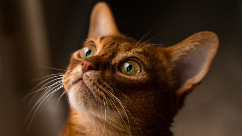 Abyssinian Cats: The Ancient Breed