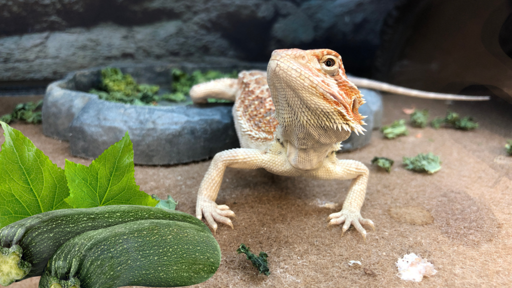 Bearded Dragons and Zucchini