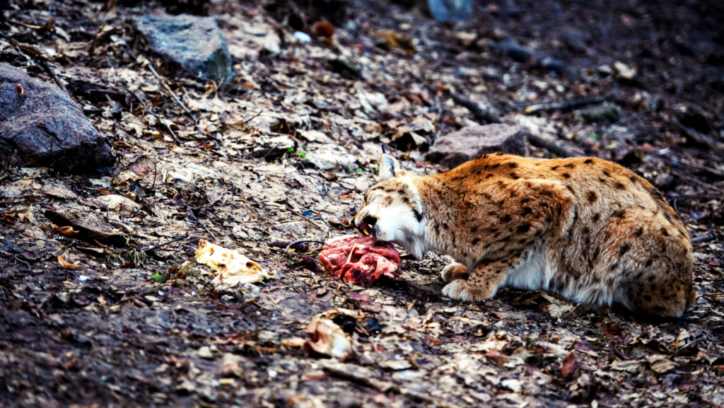 Food for your Bobcat