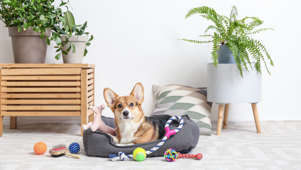 Gather Your Dog's Favorite Toy and Treats