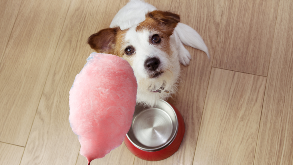 Is cotton candy bad for dogs?