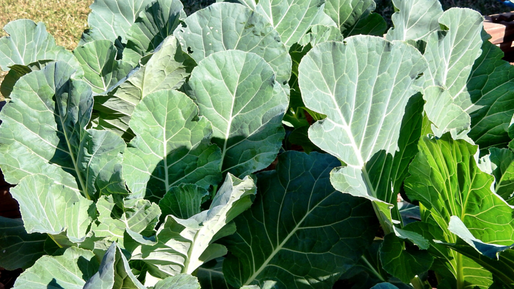 Nutrients That Are In Collard Greens