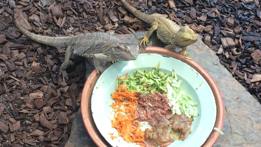 Typical Bearded Dragon Diet