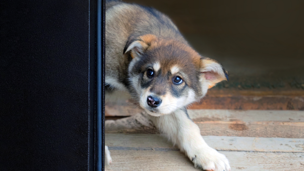 Understanding Rescue Dog Behavior