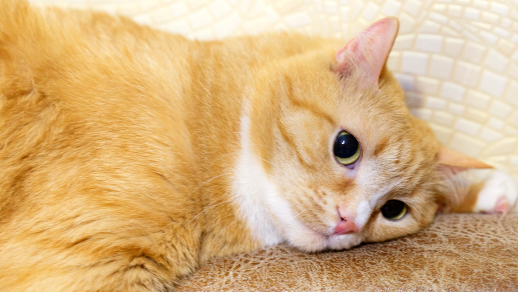 What Are The Signs Of Stress In Traumatized Cats?
