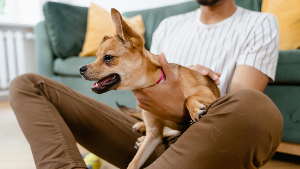 What Causes Chihuahuas Aggression?