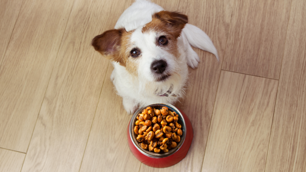 What happens if your dog eats corn nuts?