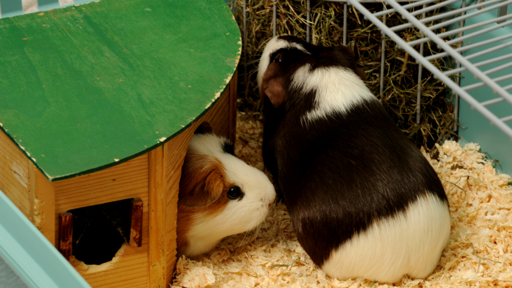 Why Make a Cuddle Cup for your Guinea Pig