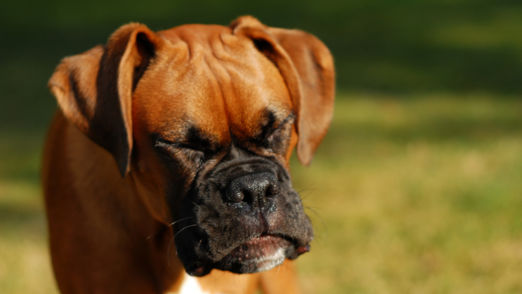 Your Dog Belongs to Breeds that Sneeze a Lot
