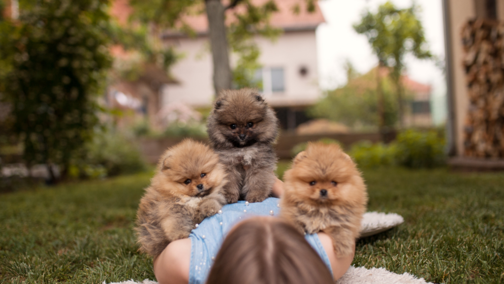When Can Puppies Go in the Backyard?