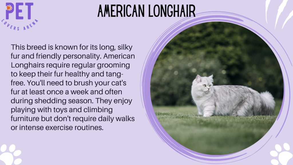 American Longhair