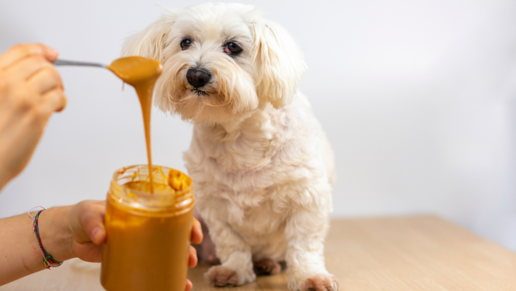 Can You Give Your Puppy Peanut Butter?