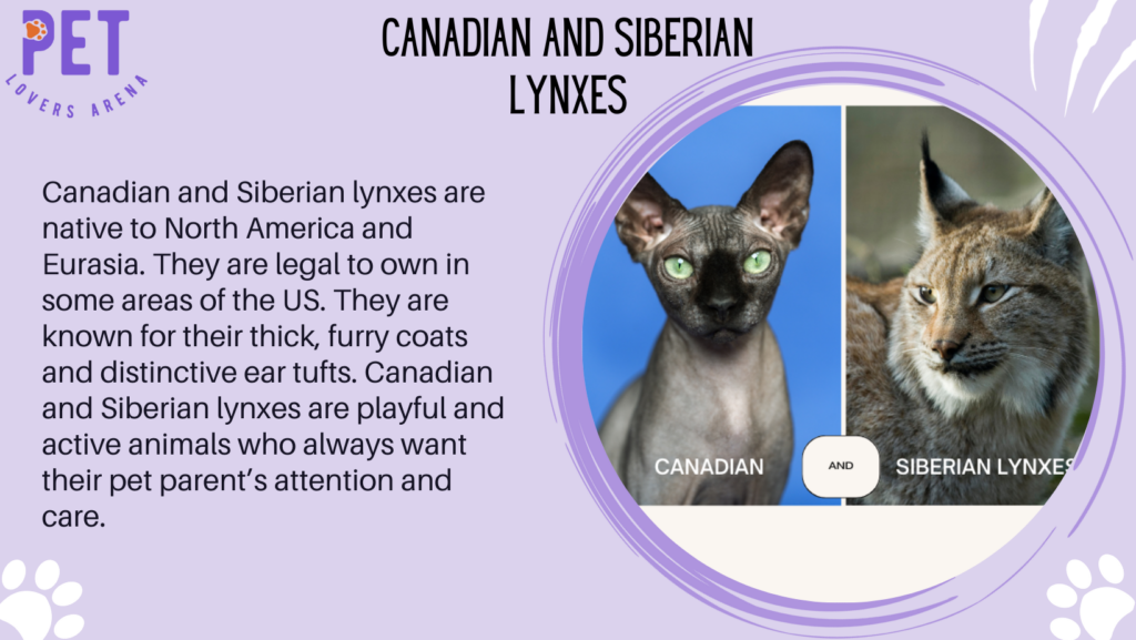 Canadian and Siberian Lynxes