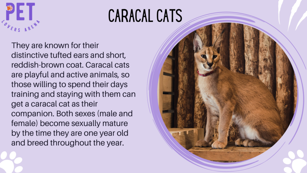 Caracal Cats