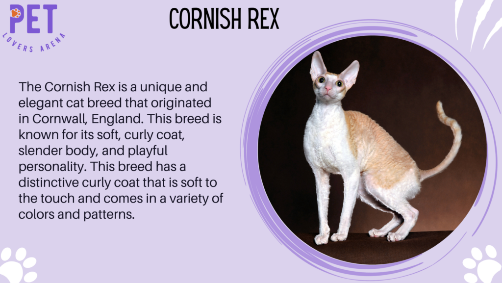 Cornish Rex