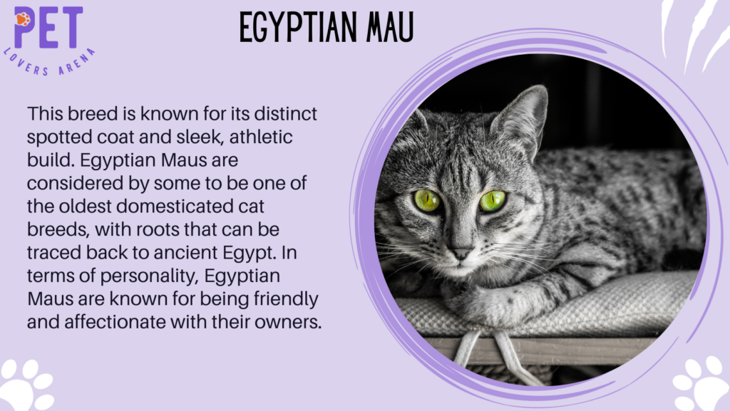 Egyptian Mau