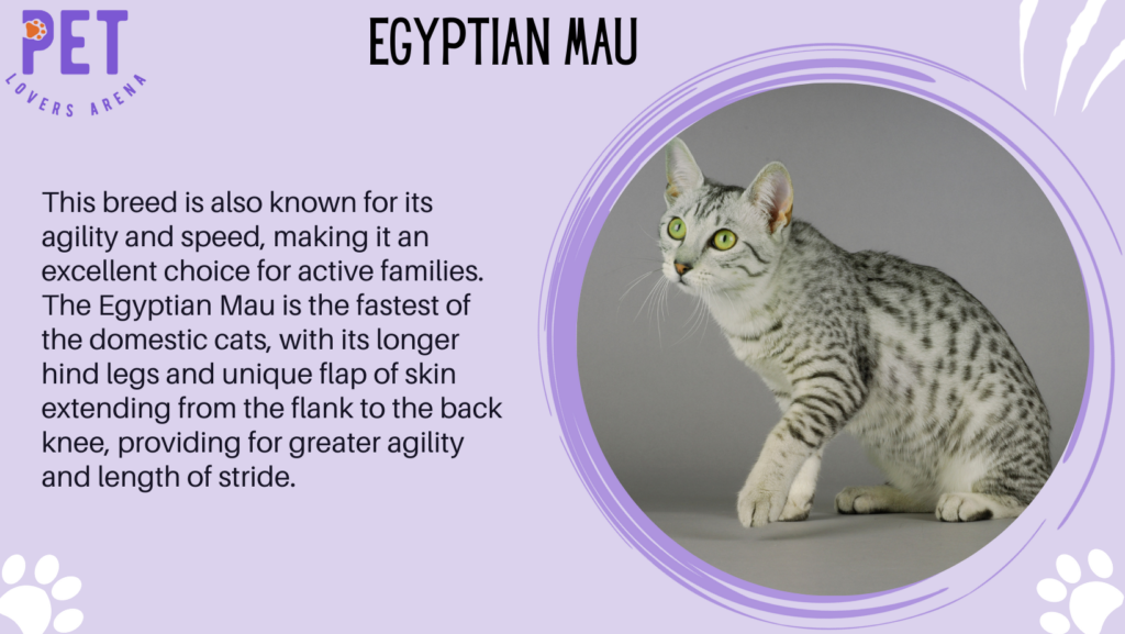 Egyptian Mau