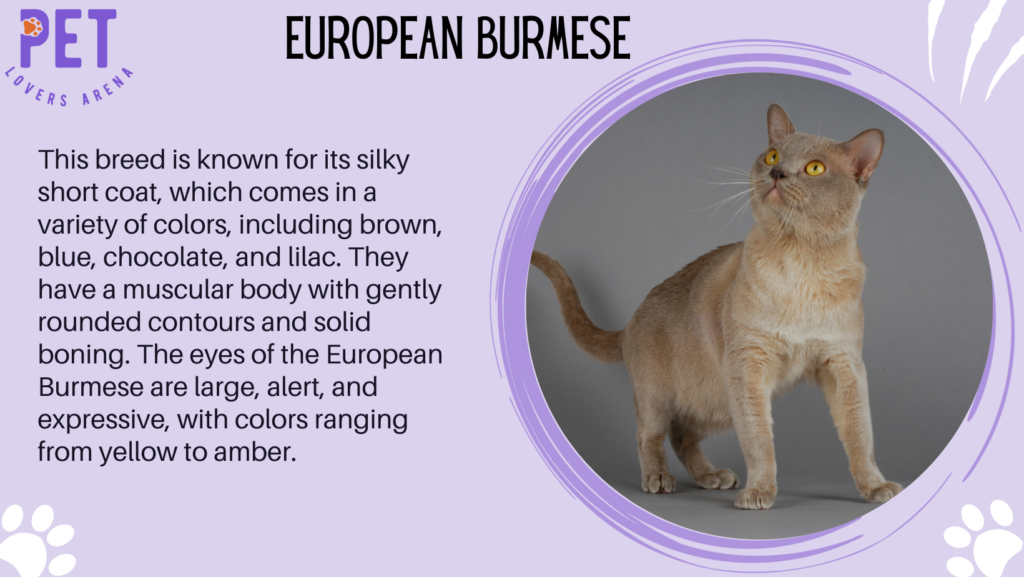 European Burmese