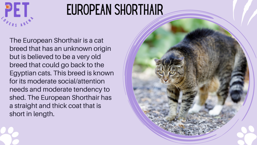 European Shorthair