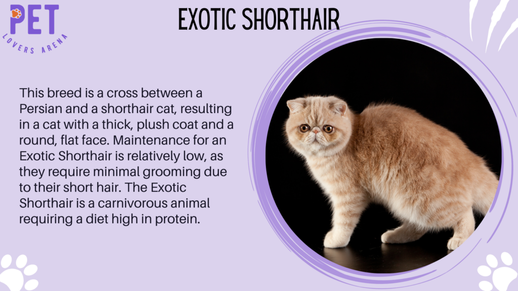 Exotic Shorthair