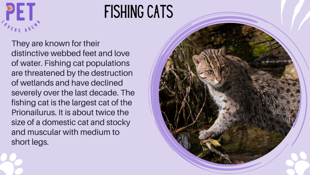 Fishing Cats