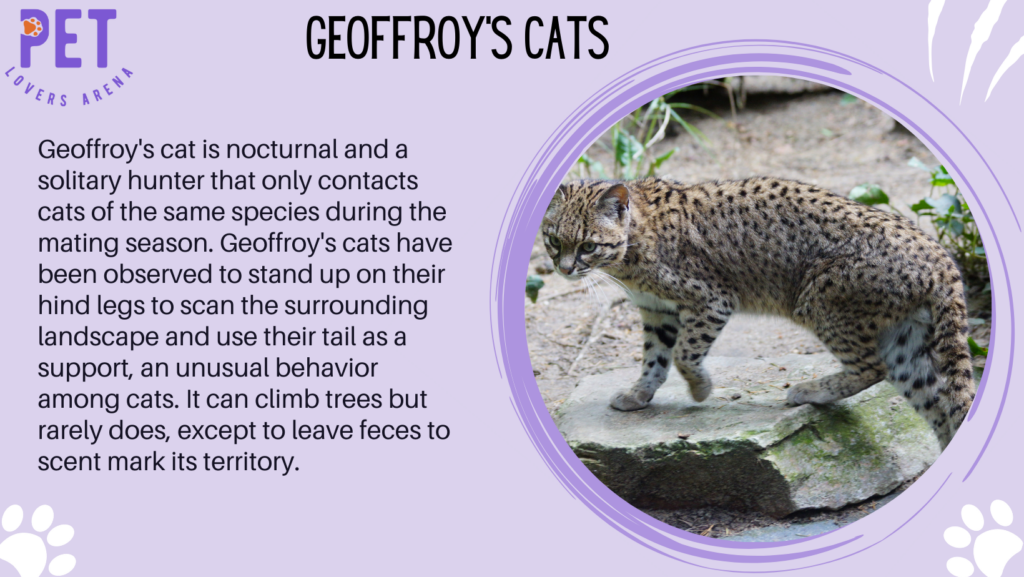 Geoffroy's Cats