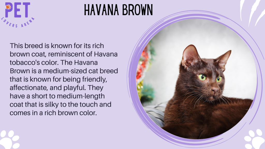 Havana Brown