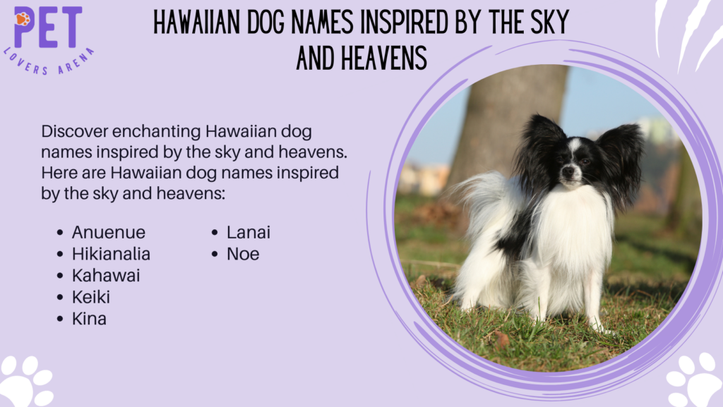 Hawaiian Dog Names Inspired by the Sky and Heavens