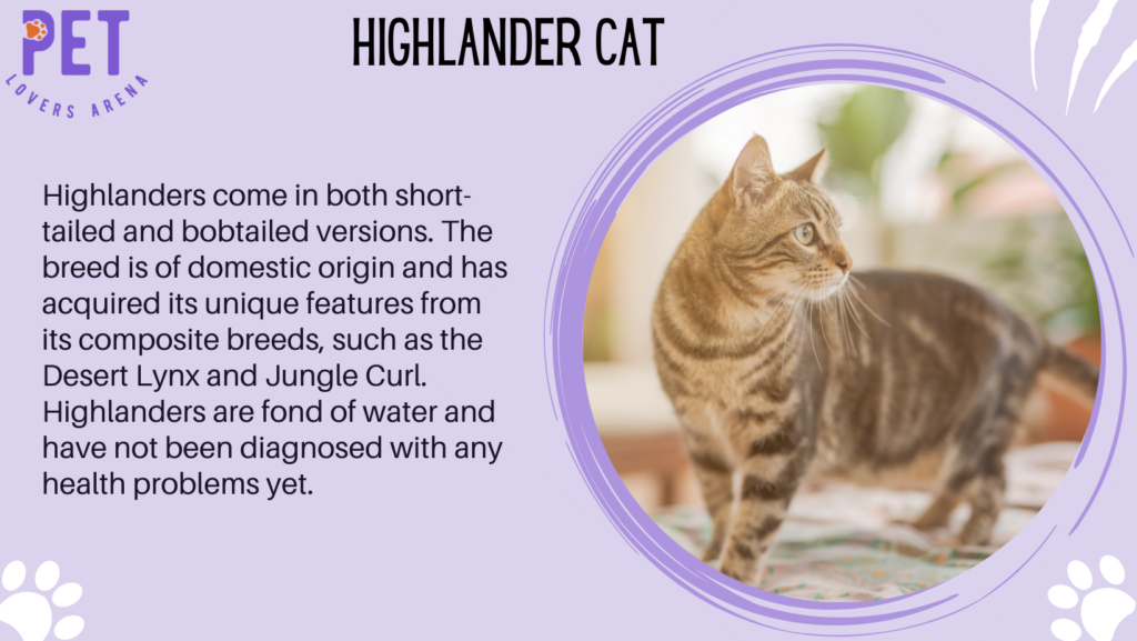 Highlander Cat
