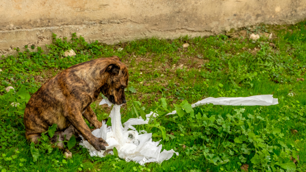How Does Eating Toilet Paper Harm Your Dog's Health?