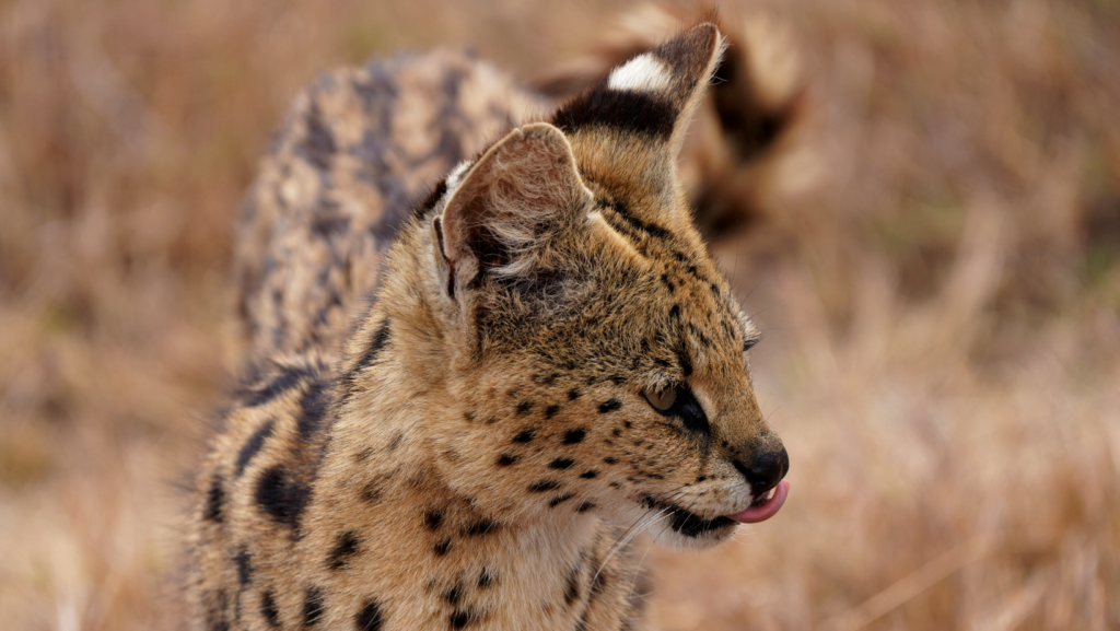 More About Serval Cat