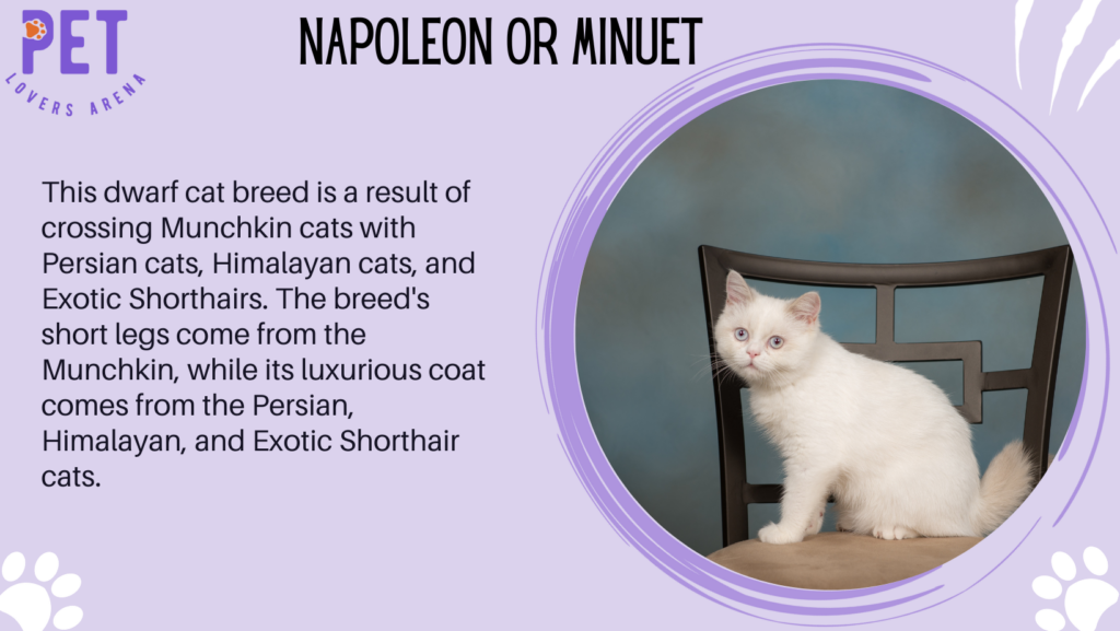 Napoleon or Minuet