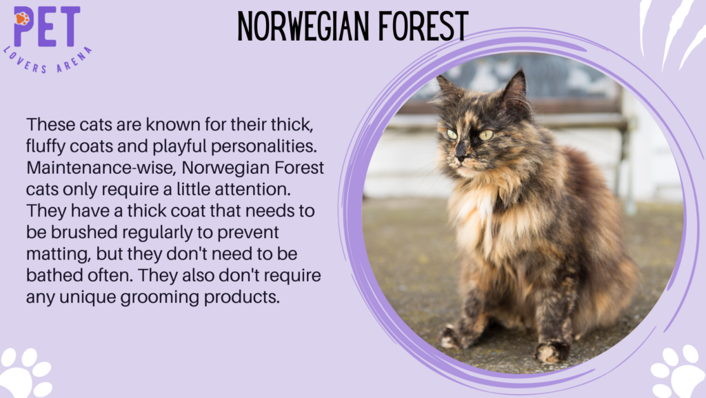Norwegian Forest