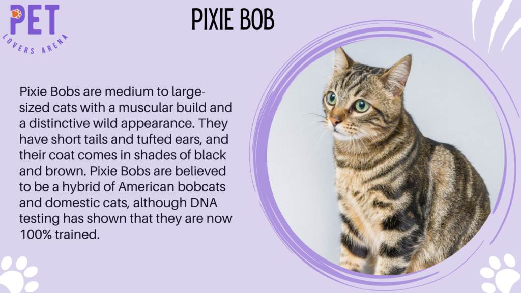 Pixie Bob