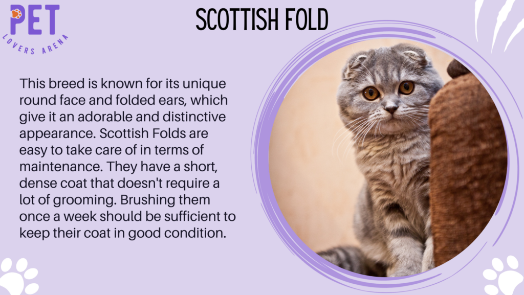 Scottish Fold