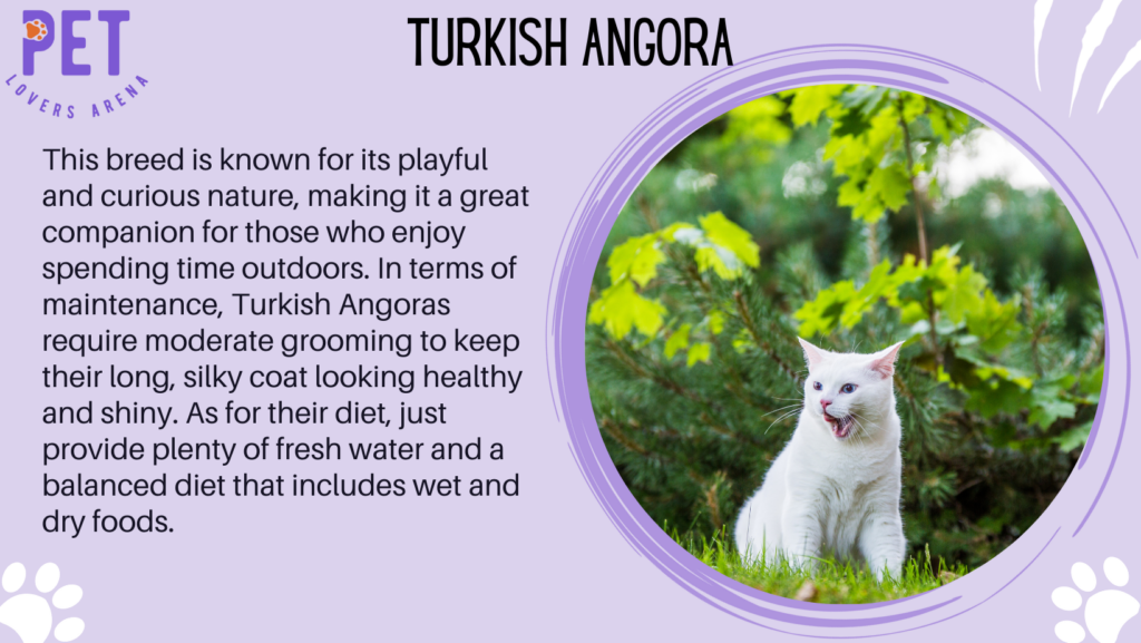 Turkish Angora