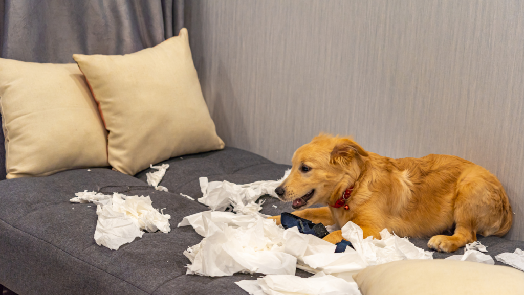 What Happens If My Dog Eats Tissue?
