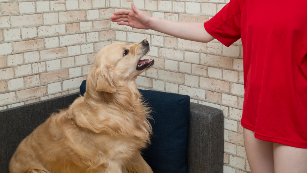 What to do if Our Dog is Aggressive towards Me or a Family Member