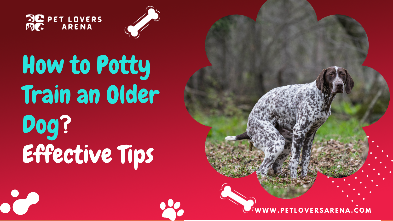 how to potty train an older dog