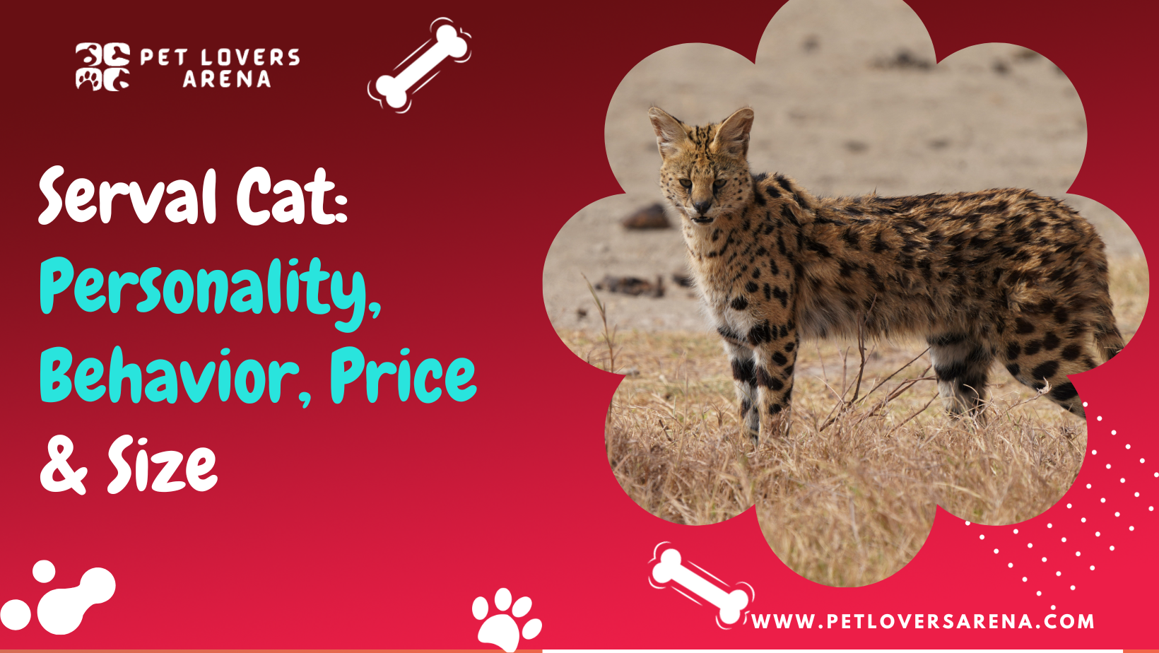 serval cat price