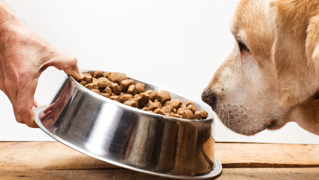 Can Dogs Actually Eat Dry Food