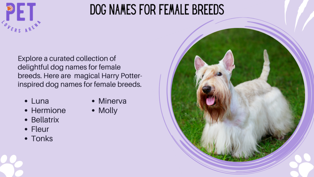 Dog Names For Female Breeds