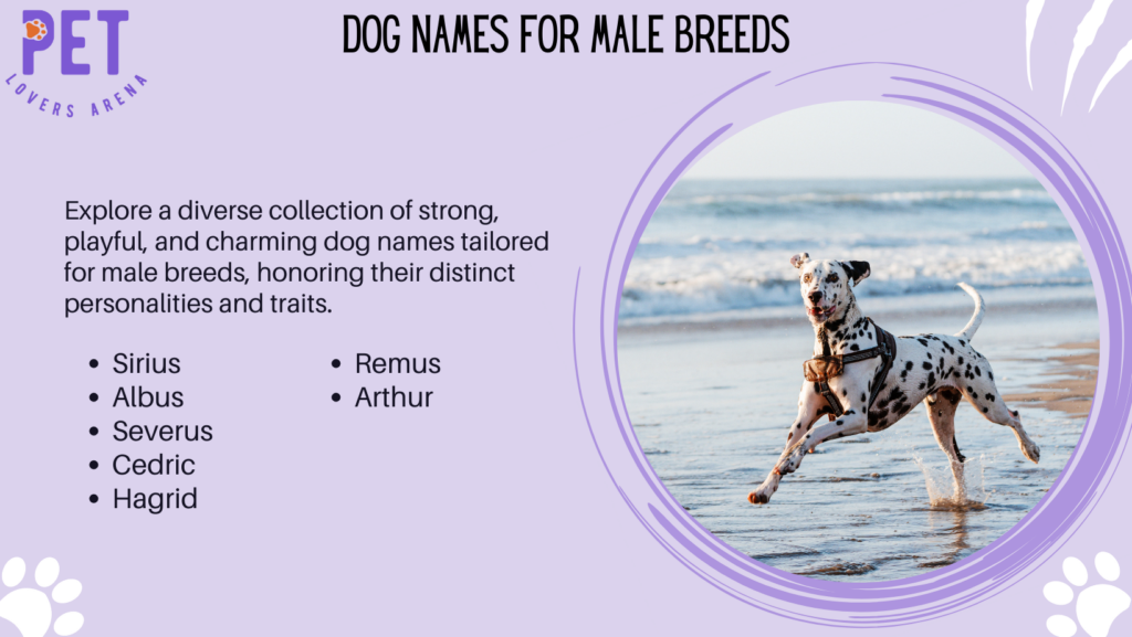 Dog Names For Male Breeds