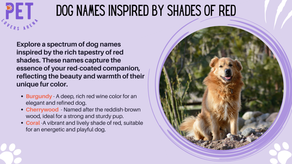 Dog Names Inspired By Shades Of Red