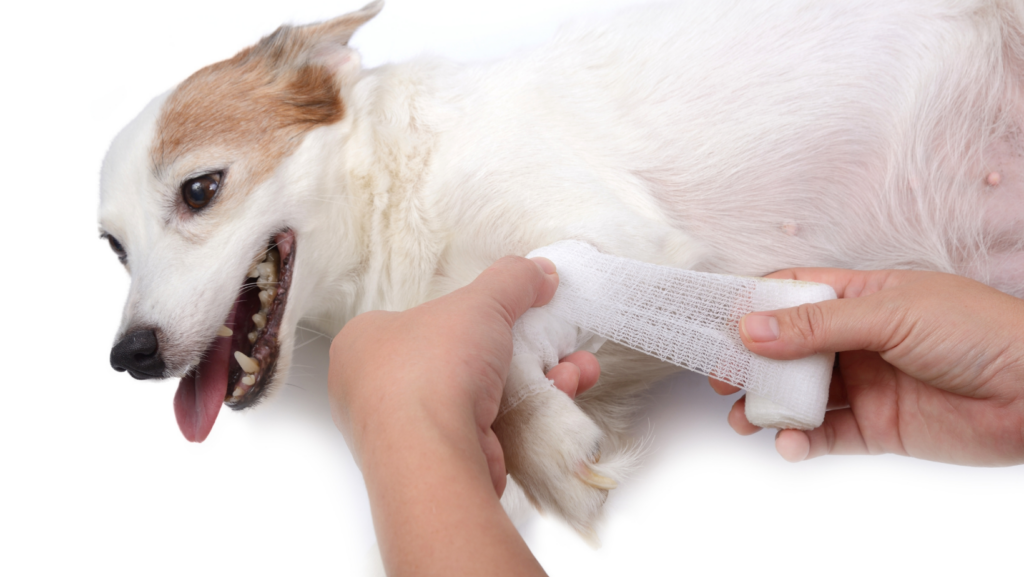 First Aid For Dog's Cuts